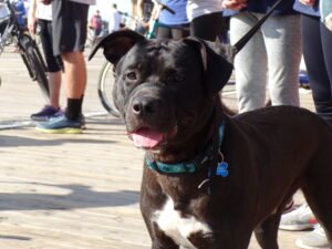 Boardwalk Nobility: Quest - on the leash of master Jonathan S. Atwood - at parade rest before the start of the march.