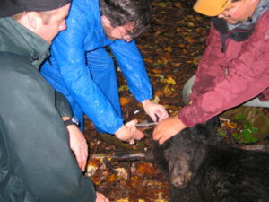 Levine in his Franklin Twp. mayor years, with bear conservation experts tagging a tranquilized bear for research purposes.